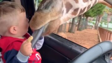 Boys-Mood-Transforms-After-Close-Up-Giraffe-Encounter-Super-Cute.jpg