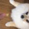 Cheese-Crazed Pup Shows Off Ballet Moves | Adorable