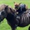 Frenchie & Mini Horse in Matching Halloween Costumes | Super Cute