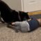 Toddler and Puppy Playtime: Endless Laughter and Joyful Moments! | Heartwarming