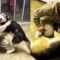 Unforgettable Reunion: Dogs’ Joyful Greeting for Their Soldier’s Return | Heartwarming
