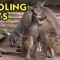 Kangaroo Cuties: Two Adorable Kangaroos Hugging Each Other | Super Cute