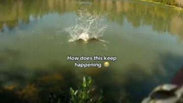 Ospreys-Hilarious-Mix-Up-Swings-for-Bait-Thinks-its-Dinner.jpg