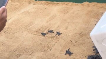 Watch-a-Massive-Crowd-Cheer-on-Tiny-Turtle-Hatchlings-as.jpg