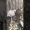 A Brave Woman Rescues a Stuck Possum, Showing True Kindness | Heartwarming