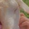 Goat Snuggles Delightfully on Owner’s Shoulder – A Heartwarming Moment to Melt Your Heart | Heartsome