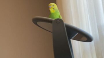 Adorable-Parrots-Heart-Melts-for-Spinning-Mirror-Magic-Heartsome.jpg