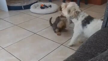 Battle-of-the-Playful-Pups-Epic-Wrestling-Match-Unleashed.jpg
