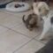 Battle of the Playful Pups: Epic Wrestling Match Unleashed! | Super Cute