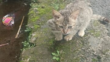 Dramatic-Cat-Pulls-Off-a-Wild-Recovery-Prank—You-Wont-Believe.jpg