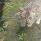 Dramatic Cat Pulls Off a Wild Recovery Prank—You Won’t Believe What Happens Next! | Try Not to Laugh!