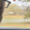 Eagle’s Epic Fail: Duck Dashes to Freedom in Hilarious Encounter | Try Not to Laugh!