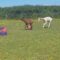 Heartfelt Moments: Adorable Alpaca Mom and Baby Create an Unbreakable Bond | Super Cute
