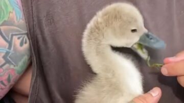Heroic-Rescue-of-a-Distressed-Baby-Swan-A-Heartwarming-Moment.jpg