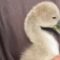 Heroic Rescue of a Distressed Baby Swan: A Heartwarming Moment! | Super Cute