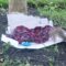 Squirrel Mom’s Heartwarming Reunion with Her Babies After Hurricane Isaias | Super Cute!