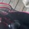 Kittens Take Over: A Wild Tent Adventure Filled with Feline Fun! | Adorable