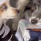 Officer Pup Saves the Day, Catching the Sneaky Thief Dog in Action! | Super Cute