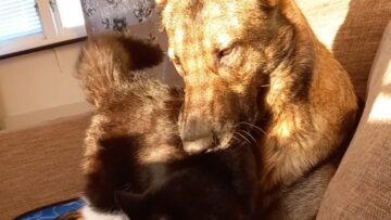 Unbreakable-Bond-Adorable-Cat-Dog-Cuddle-Together-in-Heartwarming.jpg