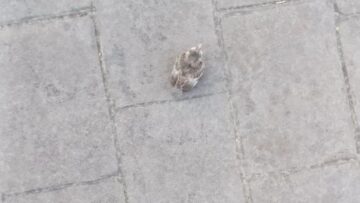 Bird-Takes-a-Dive-The-Sewer-Slip-Up-You-Didnt-See.jpg