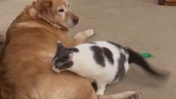 Cat-and-Dogs-Touching-Reunion-After-Mothers-Day-Adventure.jpg