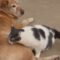 Cat and Dog’s Touching Reunion After Mother’s Day Adventure | Heartwarming