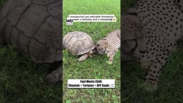 Cheetah-and-Tortoise-Unlikely-Friends-Show-Us-True-Bonding.jpg