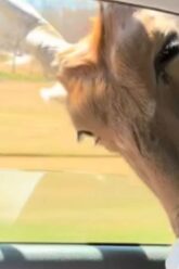 Drive-Through-Madness-Hilarious-Safari-Shenanigans-Await-Try-Not-to.jpg