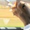 Drive-Through Madness: Hilarious Safari Shenanigans Await! | Try Not to Laugh!