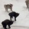 Kittens Get Hilariously Fluffed Up When Playing with Dogs! | Super Cute