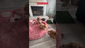 Mini-Goldendoodles-Brave-Escape-A-Heartwarming-Puppy-Rescue-Touches-Hearts.jpg