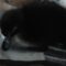 Mother Cat Cuddles Duckling Among Her Kittens: An Unlikely Family Story | Heartwarming