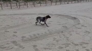 Paw-some-Pup-Pulls-a-Sneaky-STUNT-on-a-Pigeon-in.jpg