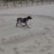 Paw-some Pup Pulls a Sneaky STUNT on a Pigeon in a Hilarious Chase! | Try Not to Laugh!