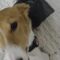 Pigeons and Dogs Create Unforgettable Moments of Friendship | Heartwarming