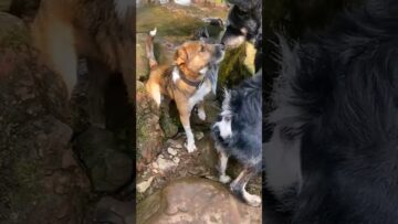 Unforgettable-Love-at-First-Bark-A-Heartwarming-Journey-of-Connection.jpg