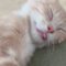 Watch This Cat’s Hilarious Reaction When You Touch It! | Adorable