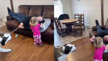 Watch-This-Dog-YANK-the-Sofa-in-Epic-Tug-of.jpg
