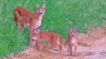 Watch-a-Caracal-Mom-Nurturing-Her-Adorable-Kittens-in-These.jpg
