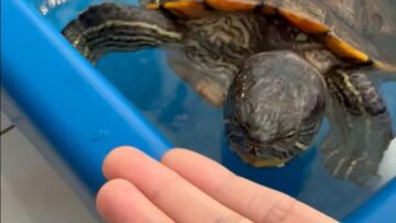 When-Turtles-Mistake-Fingers-for-Snacks-Adorable.jpg